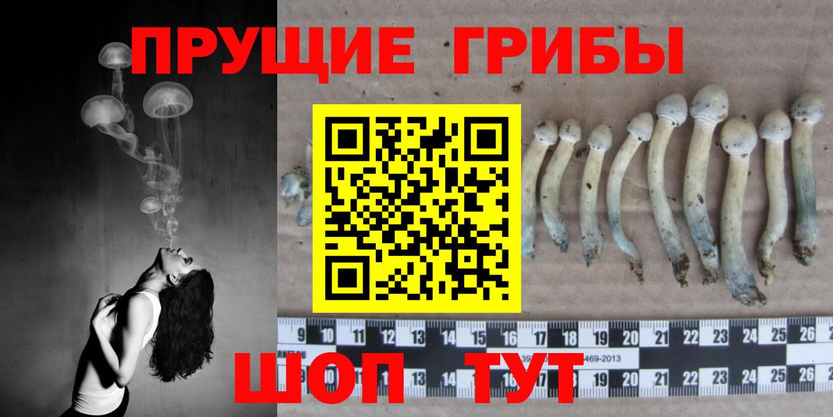 Псилоцибиновые грибы мицелий  Вход с VPN  Осинники 